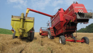 mietitura grano