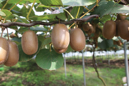 kiwi