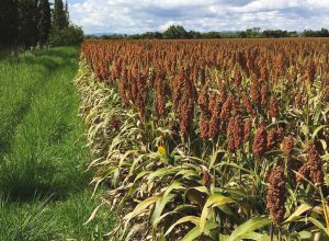 sorgo