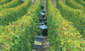 vendemmia