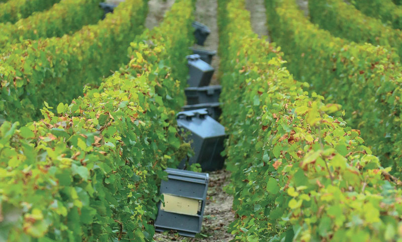 vendemmia