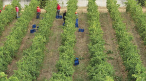 vendemmia