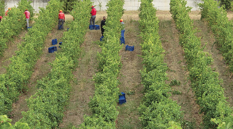 vendemmia