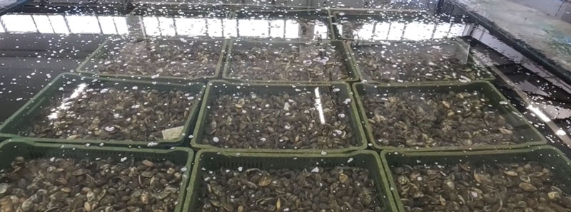 vongole
